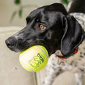 DULTON ( ダルトン ) TENNIS BALL テニスボール | 犬 | 愛犬 | おもちゃ | ボール | ストレス発散 | 遊び | 犬用テニスボール | 小型犬 | 中型犬 | 大型犬 | 丈夫 | 耐久性 | ドッグラン | お散歩 | 公園 | お出かけ | アクティブ | Y-0846 | だるとん