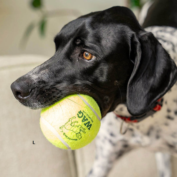 DULTON ( ダルトン ) TENNIS BALL テニスボール | 犬 | 愛犬 | おもちゃ | ボール | ストレス発散 | 遊び | 犬用テニスボール | 小型犬 | 中型犬 | 大型犬 | 丈夫 | 耐久性 | ドッグラン | お散歩 | 公園 | お出かけ | アクティブ | Y-0846 | だるとん