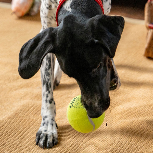 DULTON ( ダルトン ) TENNIS BALL テニスボール | 犬 | 愛犬 | おもちゃ | ボール | ストレス発散 | 遊び | 犬用テニスボール | 小型犬 | 中型犬 | 大型犬 | 丈夫 | 耐久性 | ドッグラン | お散歩 | 公園 | お出かけ | アクティブ | Y-0846 | だるとん