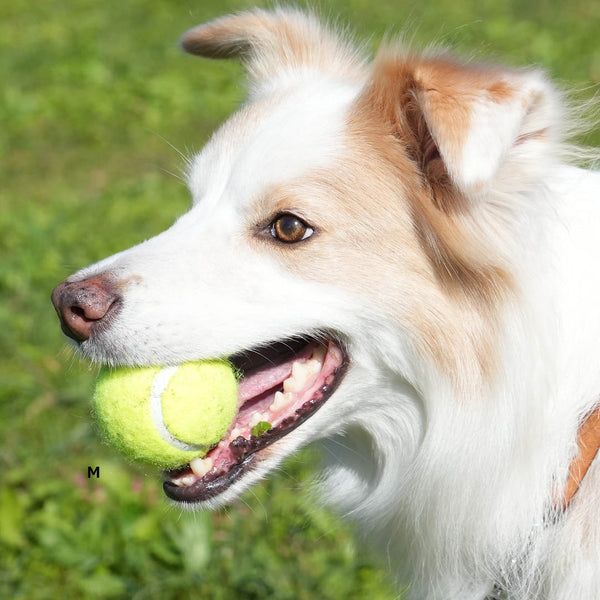 DULTON ( ダルトン ) TENNIS BALL テニスボール | 犬 | 愛犬 | おもちゃ | ボール | ストレス発散 | 遊び | 犬用テニスボール | 小型犬 | 中型犬 | 大型犬 | 丈夫 | 耐久性 | ドッグラン | お散歩 | 公園 | お出かけ | アクティブ | Y-0846 | だるとん