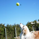 DULTON ( ダルトン ) TENNIS BALL テニスボール | 犬 | 愛犬 | おもちゃ | ボール | ストレス発散 | 遊び | 犬用テニスボール | 小型犬 | 中型犬 | 大型犬 | 丈夫 | 耐久性 | ドッグラン | お散歩 | 公園 | お出かけ | アクティブ | Y-0846 | だるとん