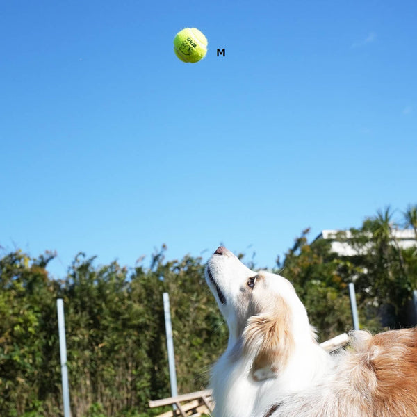DULTON ( ダルトン ) TENNIS BALL テニスボール | 犬 | 愛犬 | おもちゃ | ボール | ストレス発散 | 遊び | 犬用テニスボール | 小型犬 | 中型犬 | 大型犬 | 丈夫 | 耐久性 | ドッグラン | お散歩 | 公園 | お出かけ | アクティブ | Y-0846 | だるとん