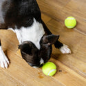 DULTON ( ダルトン ) TENNIS BALL テニスボール | 犬 | 愛犬 | おもちゃ | ボール | ストレス発散 | 遊び | 犬用テニスボール | 小型犬 | 中型犬 | 大型犬 | 丈夫 | 耐久性 | ドッグラン | お散歩 | 公園 | お出かけ | アクティブ | Y-0846 | だるとん