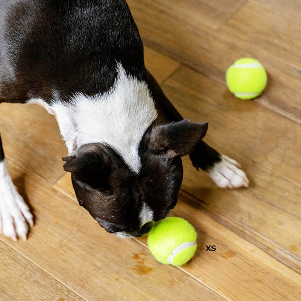DULTON ( ダルトン ) TENNIS BALL テニスボール | 犬 | 愛犬 | おもちゃ | ボール | ストレス発散 | 遊び | 犬用テニスボール | 小型犬 | 中型犬 | 大型犬 | 丈夫 | 耐久性 | ドッグラン | お散歩 | 公園 | お出かけ | アクティブ | Y-0846 | だるとん
