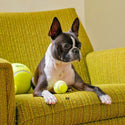DULTON ( ダルトン ) TENNIS BALL テニスボール | 犬 | 愛犬 | おもちゃ | ボール | ストレス発散 | 遊び | 犬用テニスボール | 小型犬 | 中型犬 | 大型犬 | 丈夫 | 耐久性 | ドッグラン | お散歩 | 公園 | お出かけ | アクティブ | Y-0846 | だるとん
