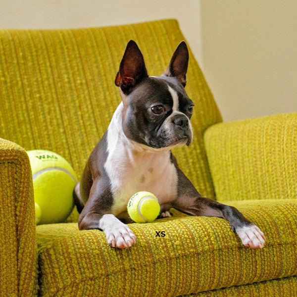 DULTON ( ダルトン ) TENNIS BALL テニスボール | 犬 | 愛犬 | おもちゃ | ボール | ストレス発散 | 遊び | 犬用テニスボール | 小型犬 | 中型犬 | 大型犬 | 丈夫 | 耐久性 | ドッグラン | お散歩 | 公園 | お出かけ | アクティブ | Y-0846 | だるとん