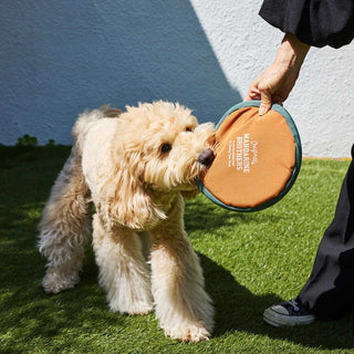 MANDARINE BROTHERS ( マンダリンブラザーズ ) MB FLYING DISC TOY | おもちゃ | 犬 | イヌ | ペット | 玩具 | ディスク | 痛くない | まんだりんぶらざーず | 室内 | 屋外