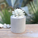 DULTON ( ダルトン ) LITTLE GEM FRAGRANCE DIFFUSER リトル ジェム フレグランス ディフューザー | G875-959 | だるとん | サボテン | インテリア | 可愛い | 落ち着く | 香り | 芳香剤