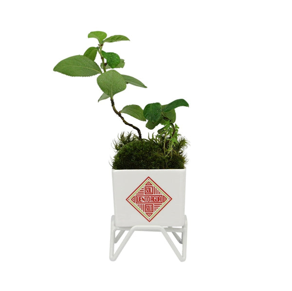 DETAIL ( ディテール ) Plant Pot w/stand 60 プラントポット w スタンド 60 | 小さな植木鉢 | 植木鉢 | 小さい | 小さめ | プランター | 磁器 | コンパクト | オシャレ | H008660 | でぃてーる | グリーン | レッド