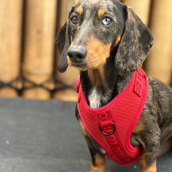 DOOG ( ドゥーグ ) ネオスポーツ ハーネス 犬用ハーネス ネオプレン アウトドア犬用ハーネス 調節可能な犬用ハーネス 軽量犬用ハーネス 耐久性 犬用スポーツハーネス 小型犬 中型犬 大型犬 耐水 速乾 ハーネス