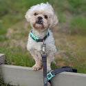 DOOG ( ドゥーグ ) ネオフレックス ドッグカラー 犬用首輪 ネオプレン犬用首輪 耐水性 速乾性 おしゃれ 軽量犬用首輪 耐久性 アウトドア向け犬用首輪 速乾性犬用首輪 犬 耐水 首輪 速乾