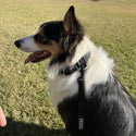 DOOG ( ドゥーグ ) ネオスポーツ ドッグリードS 犬用リード ネオプレン 軽量リード 耐水性 速乾性 アウトドア おしゃれ 犬 小型 犬用ハーネス取り付け 犬 耐水 速乾 リード ドッグリード