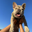 DOOG ( ドゥーグ ) ネオスポーツ ハーネス 犬用ハーネス ネオプレン アウトドア犬用ハーネス 調節可能な犬用ハーネス 軽量犬用ハーネス 耐久性 犬用スポーツハーネス 小型犬 中型犬 大型犬 耐水 速乾 ハーネス